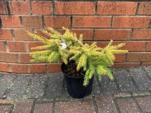 Picea abies 'Vermont Gold'-0