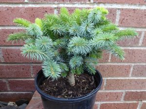 Picea sitchensis 'Tenas'-0