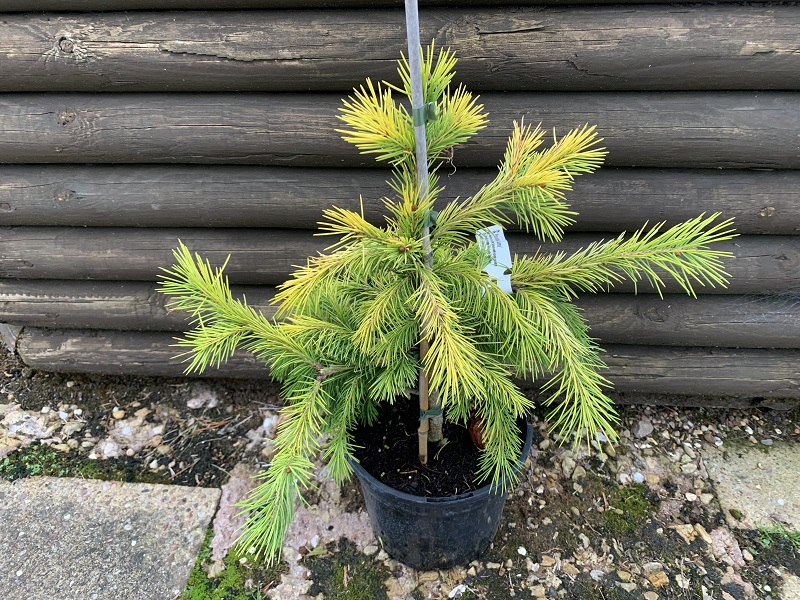 Picea smithiana 'Aurea'-0