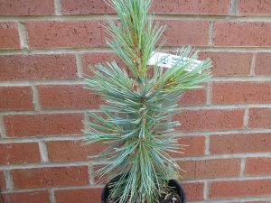 Pinus flexilis 'Cesarini Blue'-0