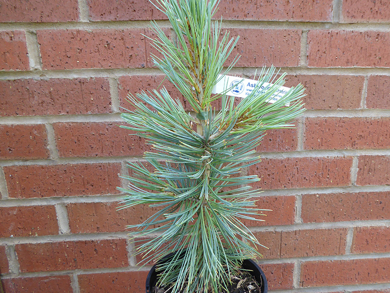 Pinus flexilis 'Cesarini Blue'-0