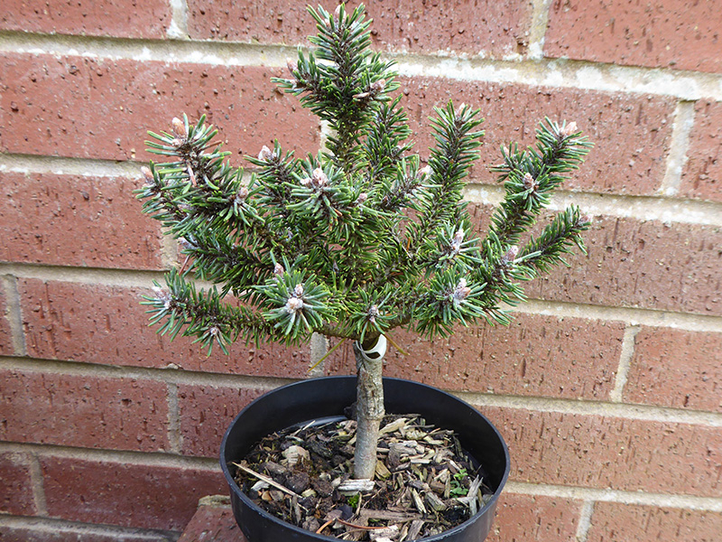 Pinus mugo 'Kissen'-0