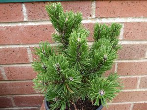 Pinus mugo 'Sherwood Compact'-0