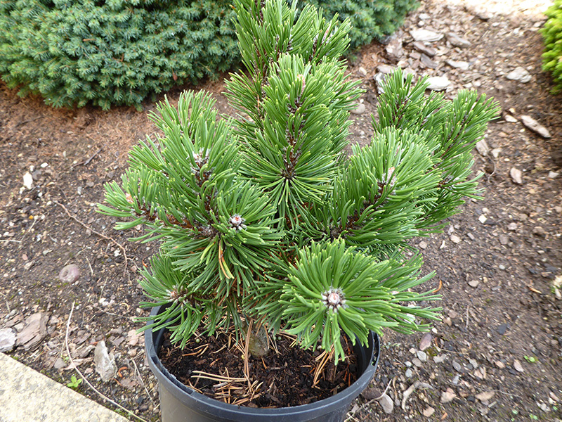 Pinus mugo 'Sherwood Compact'-24622