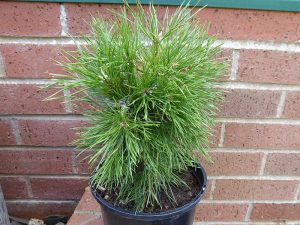 Pinus nigra 'Moseri'-0