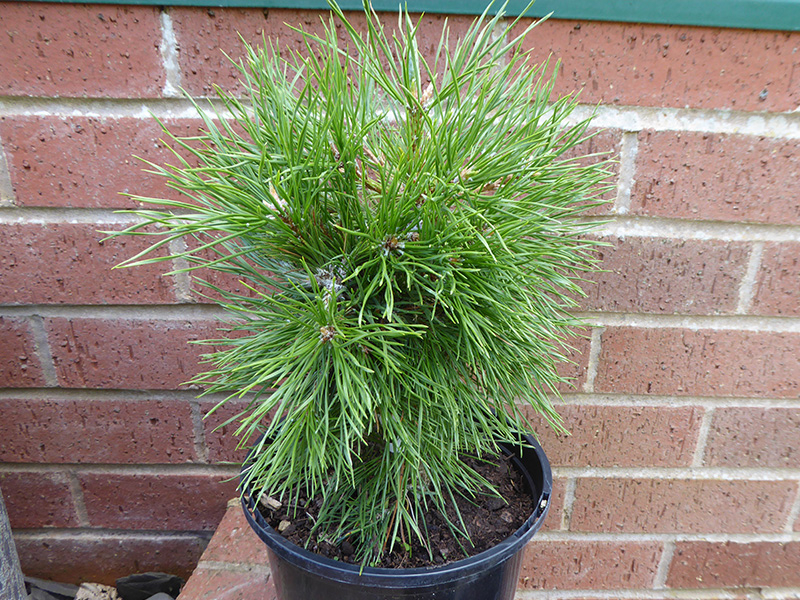 Pinus nigra 'Moseri'-0