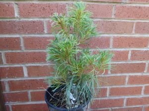 Pinus strobus 'Tiny Kurls'-0