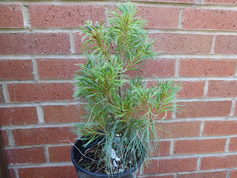 Pinus strobus 'Tiny Kurls'-0