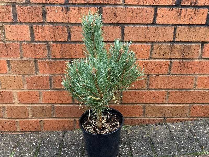 Pinus sylvestris 'Avondene'-0