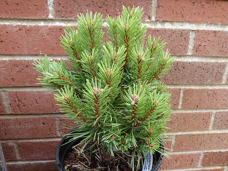 Pinus sylvestris 'Treasure'-0