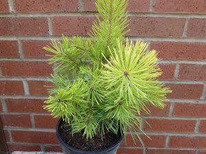 Pinus sylvestris 'Wolf's Gold'-0