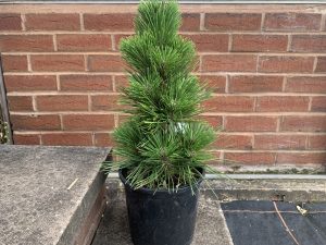 Pinus thunbergii 'Thunderhead'-0