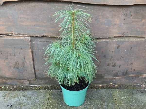 Pinus wallichiana-0