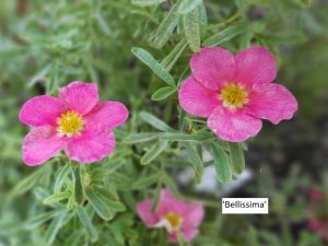 Potentilla fruticosa 'Bellissima'-0