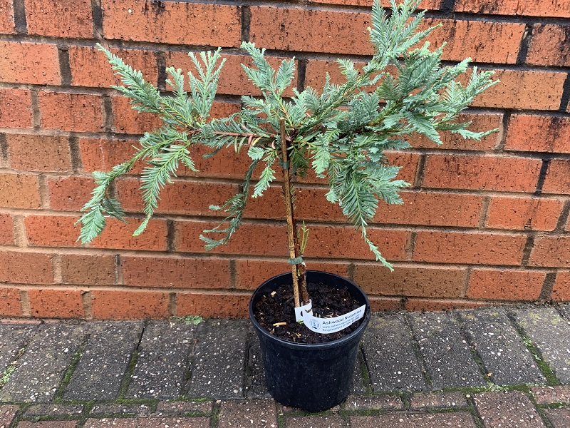 Sequoia sempervirens 'Woodside Blue'-24703
