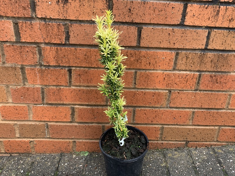 Taxus baccata 'Icicle'-0