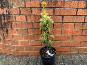 Taxus baccata 'Ivory Tower'-0