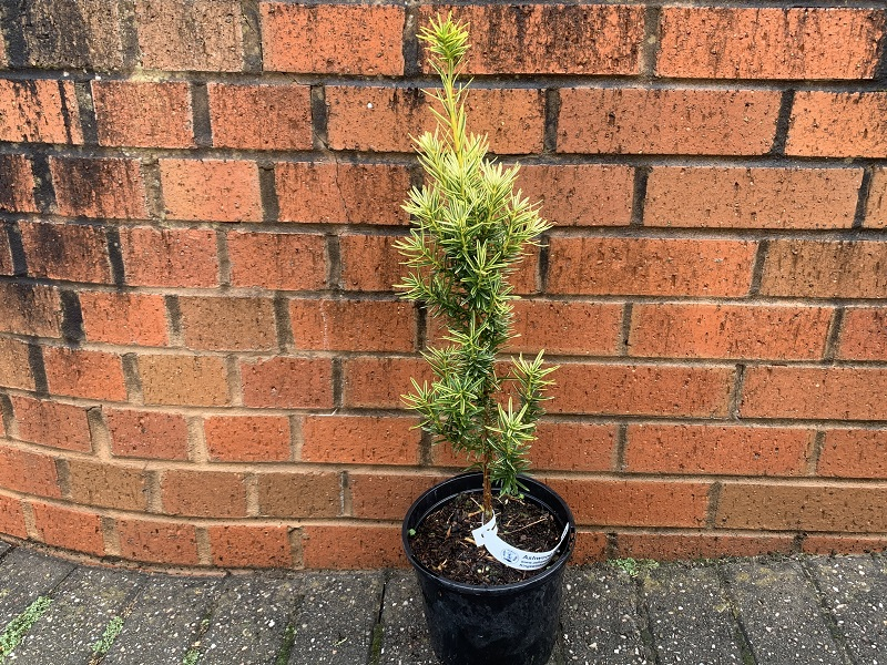 Taxus baccata 'Ivory Tower'-0