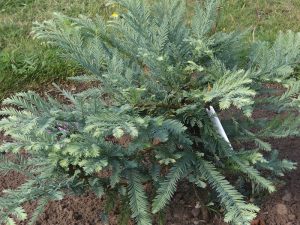 Sequoia sempervirens 'Woodside Blue'-0