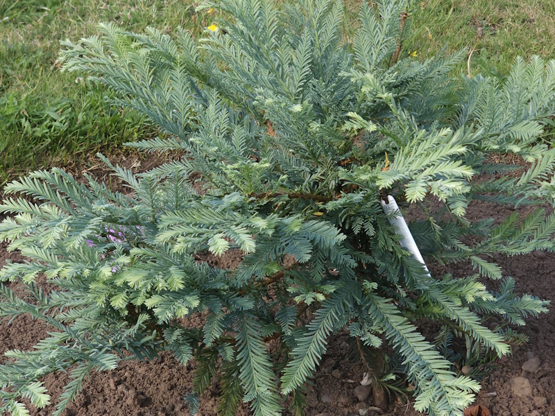 Sequoia sempervirens 'Woodside Blue'-0