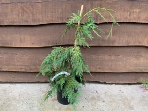 Xanthocyparis nookatensis 'Green Arrow'-0