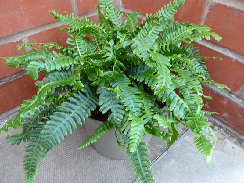 Blechnum spicant 5L Pot (Deer Fern)-0
