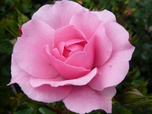 Rosa floribunda Bonica 'Meidomonac'-0