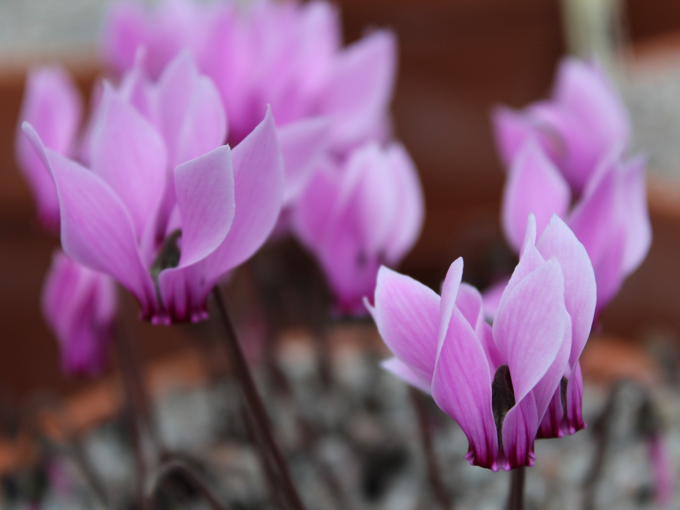 Cyclamen graecum Mixed shades-0