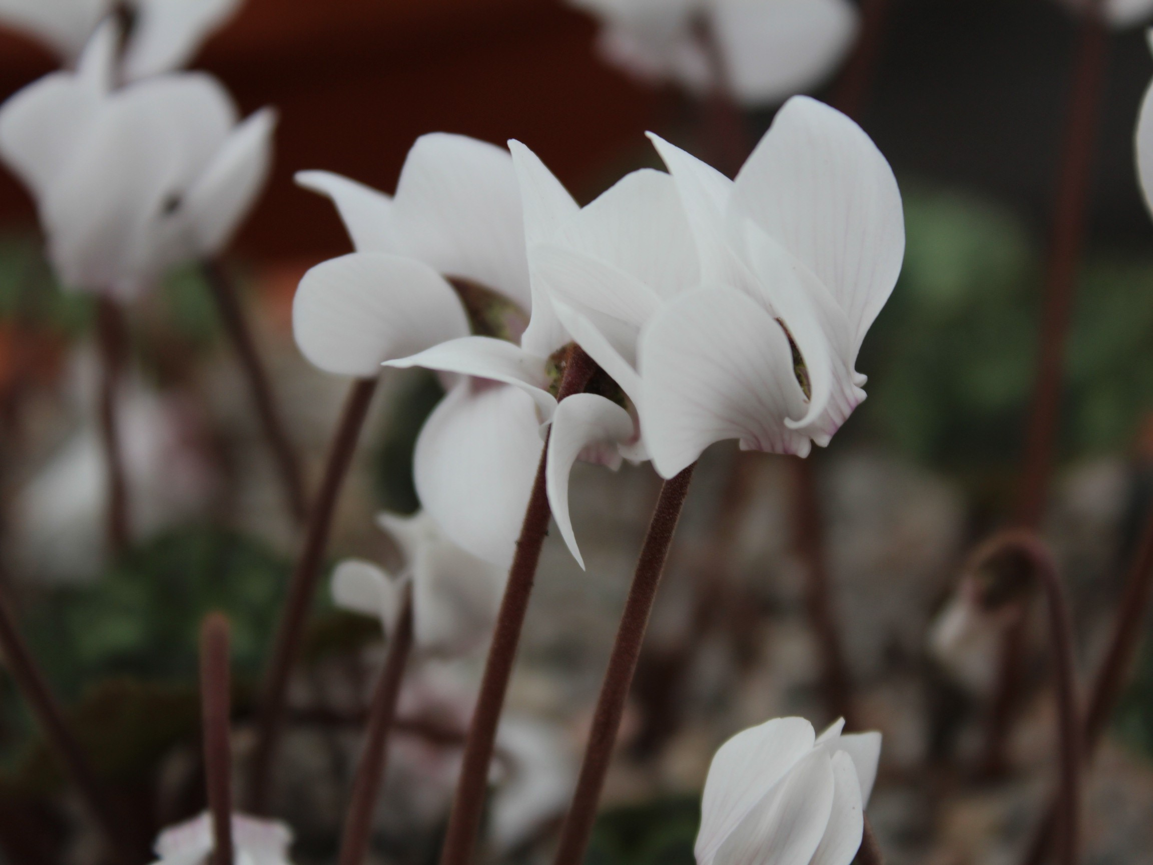 Cyclamen graecum Mixed shades-24646