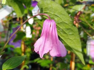 Clematis 'Alionushka-0