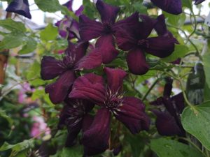 Clematis viticella 'Dark Eyes'-0