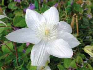 Clematis 'Kirsten Creed'-0