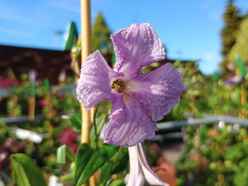 Clematis viticella 'Betty Corning'-24658