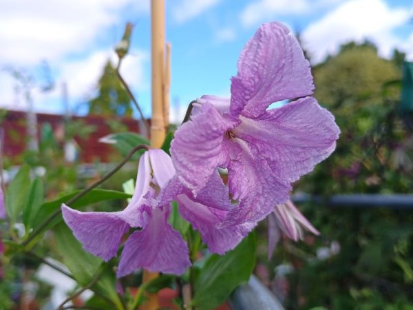 Clematis viticella 'Betty Corning'-0