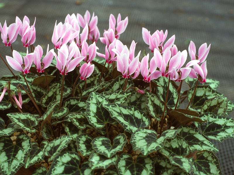 Cyclamen graecum Mixed shades-24640