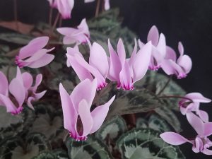 Cyclamen graecum Mixed shades-0