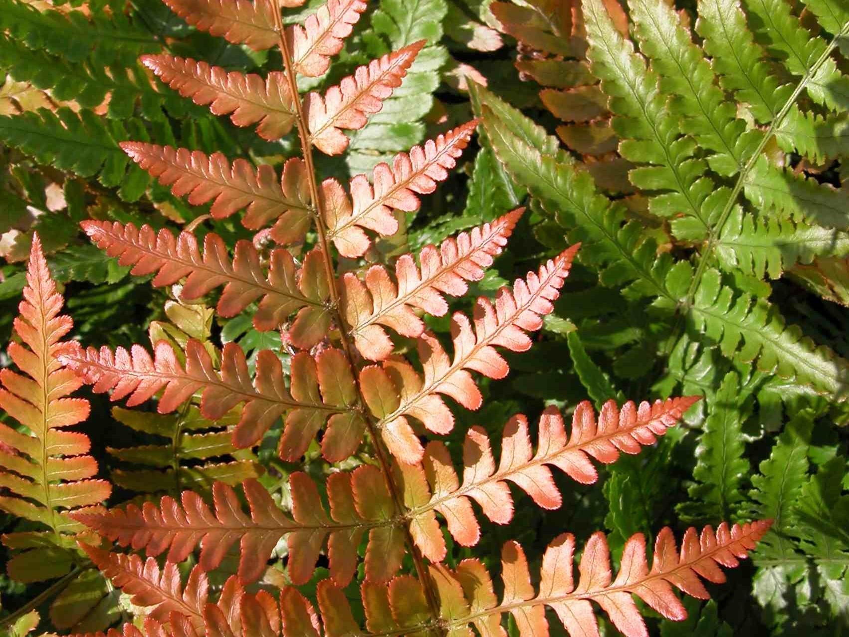 Dryopteris erythrosora 'Brilliance' (Brilliance Autumn Fern) 5L Pot-0