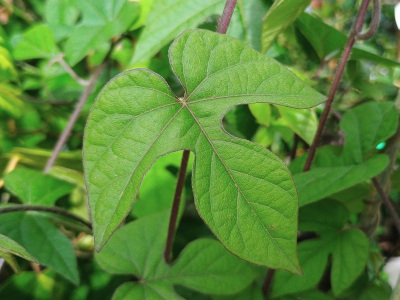 Ipomoea Morning Glory-24744