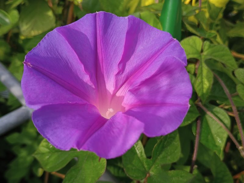 Ipomoea Morning Glory-0