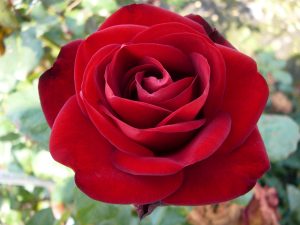 Rosa Hybrid Tea 'Forever Yours' (TAN08242)-0
