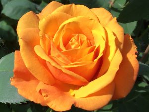 Rosa Hybrid Tea 'Golden Delicious' (WEKgobafa)-0