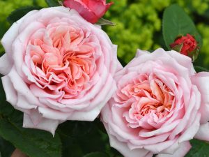 Rosa Hybrid Tea 'Never Ending Story' (NOA118122)-0