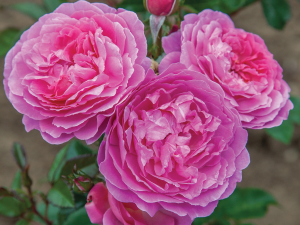 Rosa floribunda 'Orchid Romantica' (Radprov)-0