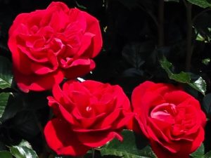 Rosa Hybrid Tea 'Ruby Red' (Meizilena)-0