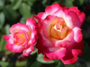 Rosa Hybrid Tea 'You're My Everything' (WEKsecunk)-0
