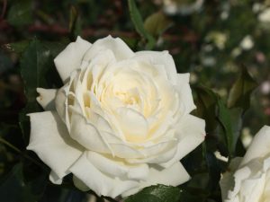 Rosa climbing 'Alaska' (KORjoslio)-0