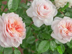 Rosa climbing 'Sabrina' (Meiptorius)-0