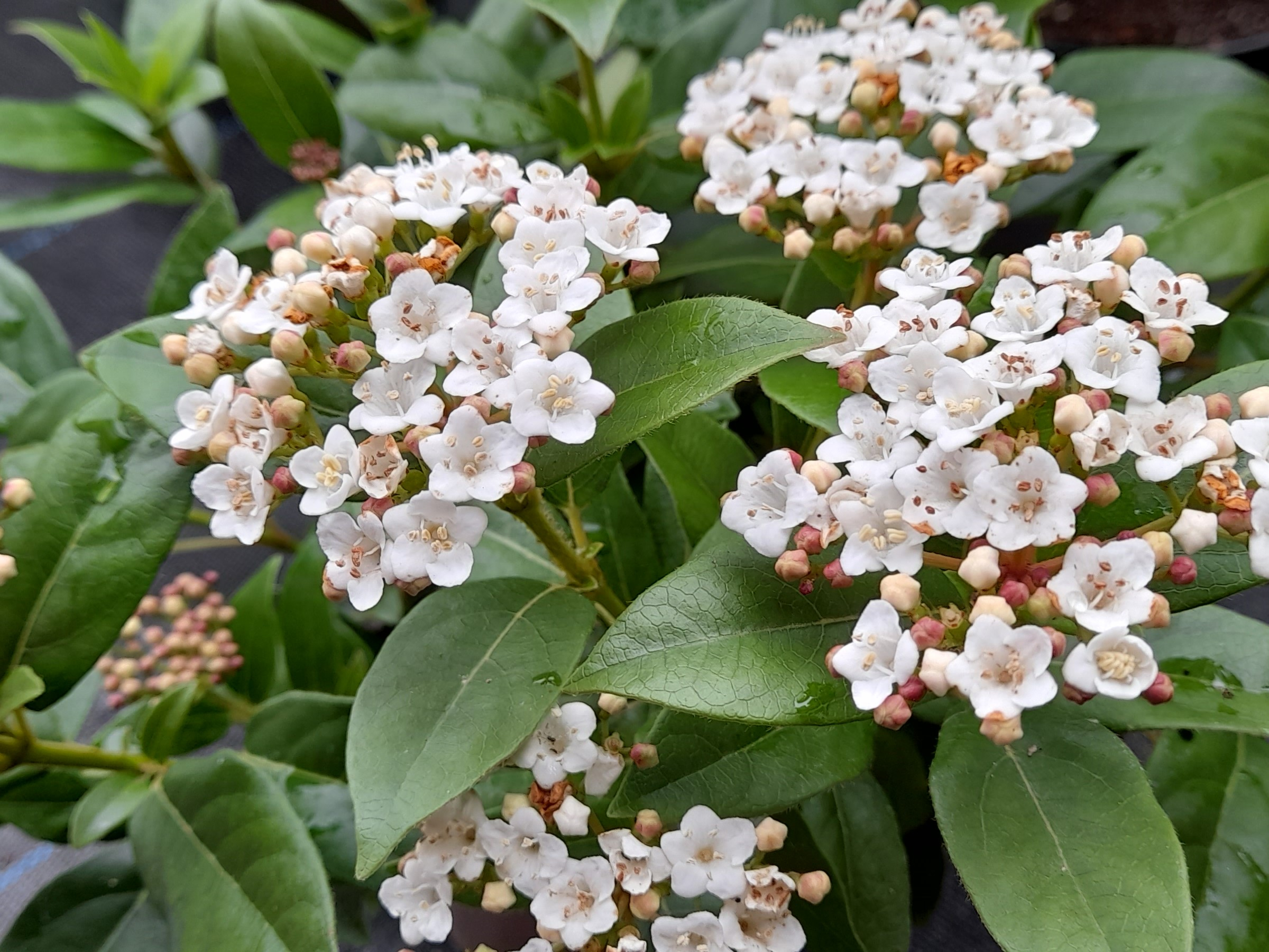 Viburnum tinus-0
