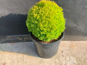 Thuja occidentalis 'Anniek'-0