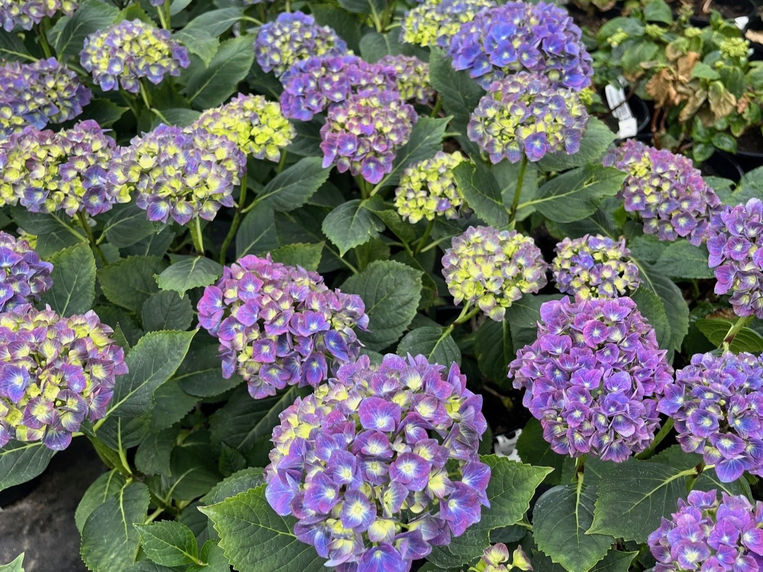 Hydrangea macrophylla 'Jip' Blue ('H213910')-0